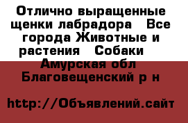 Отлично выращенные щенки лабрадора - Все города Животные и растения » Собаки   . Амурская обл.,Благовещенский р-н